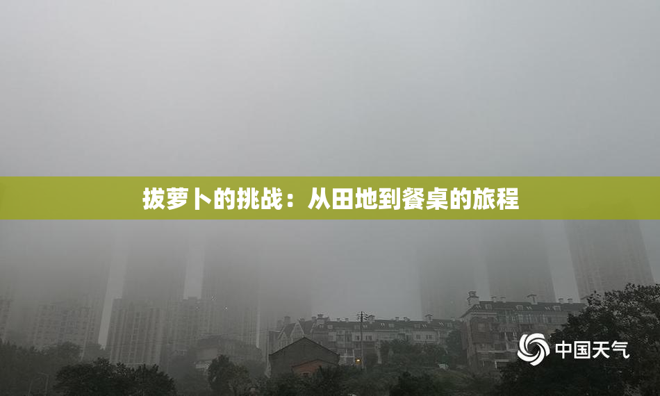 拔萝卜的挑战：从田地到餐桌的旅程