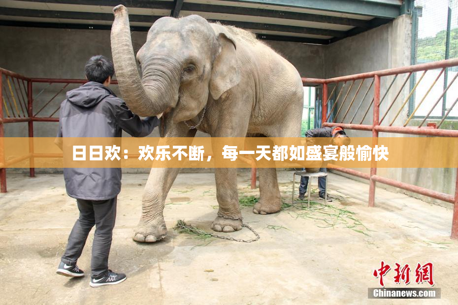 日日欢：欢乐不断，每一天都如盛宴般愉快