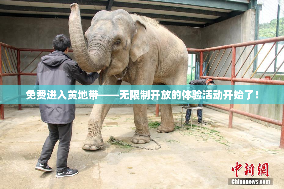 免费进入黄地带——无限制开放的体验活动开始了！