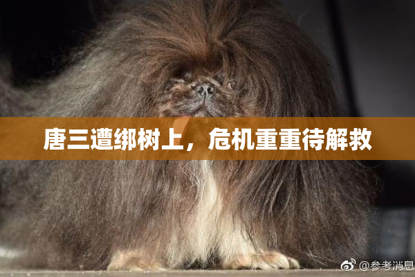 唐三遭绑树上，危机重重待解救