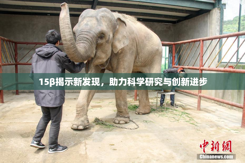 15β揭示新发现，助力科学研究与创新进步