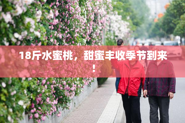 18斤水蜜桃，甜蜜丰收季节到来！