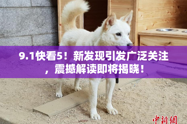 9.1快看5！新发现引发广泛关注，震撼解读即将揭晓！