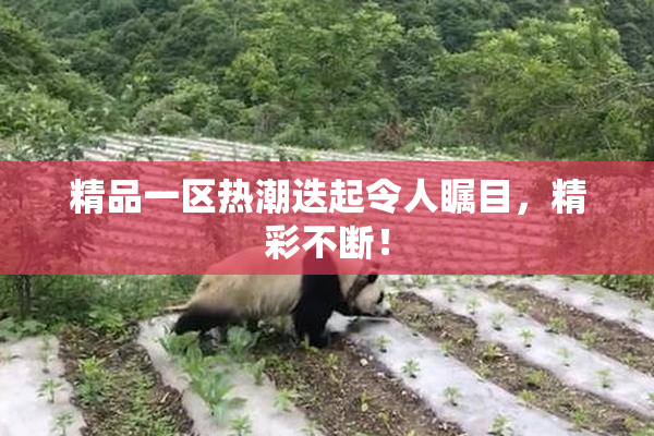 精品一区热潮迭起令人瞩目，精彩不断！
