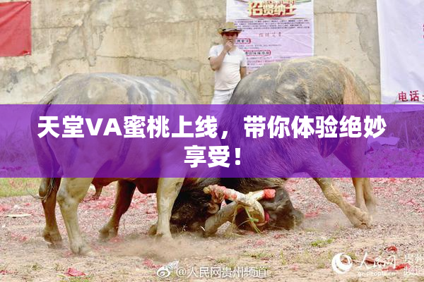 天堂VA蜜桃上线，带你体验绝妙享受！