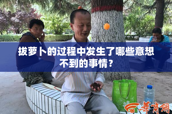 拔萝卜的过程中发生了哪些意想不到的事情？