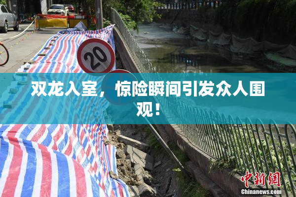 双龙入室，惊险瞬间引发众人围观！