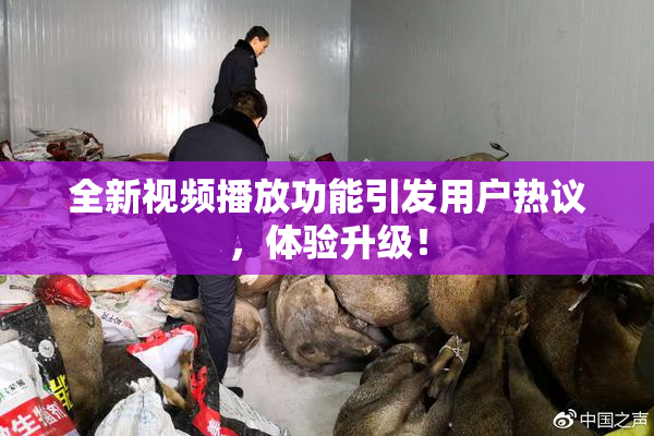 全新视频播放功能引发用户热议，体验升级！