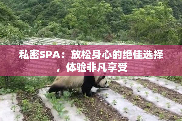 私密SPA：放松身心的绝佳选择，体验非凡享受