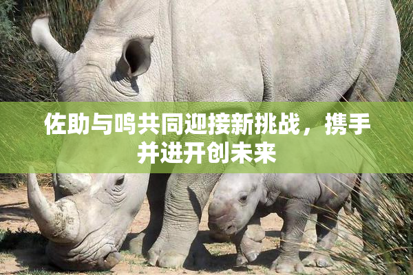 佐助与鸣共同迎接新挑战，携手并进开创未来