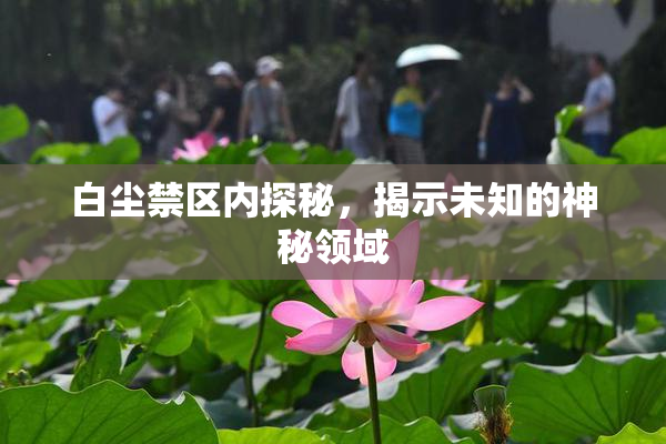 白尘禁区内探秘，揭示未知的神秘领域