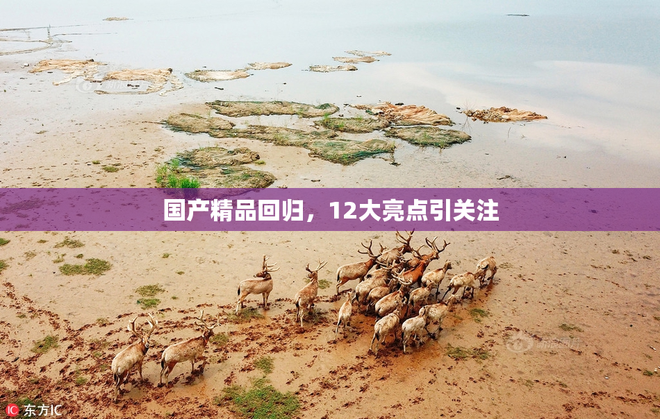 国产精品回归，12大亮点引关注