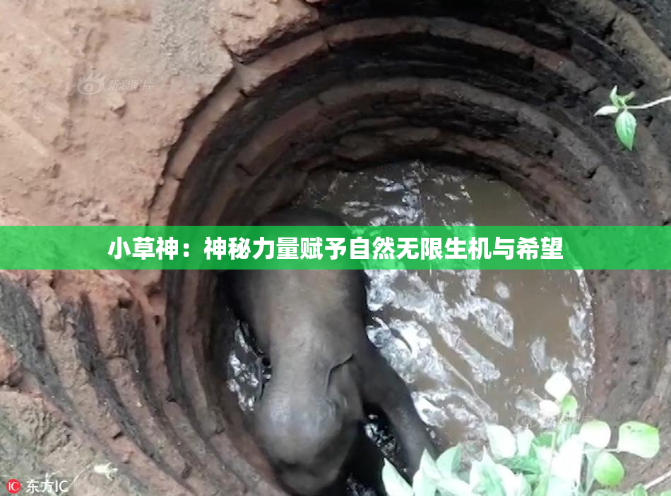 小草神：神秘力量赋予自然无限生机与希望
