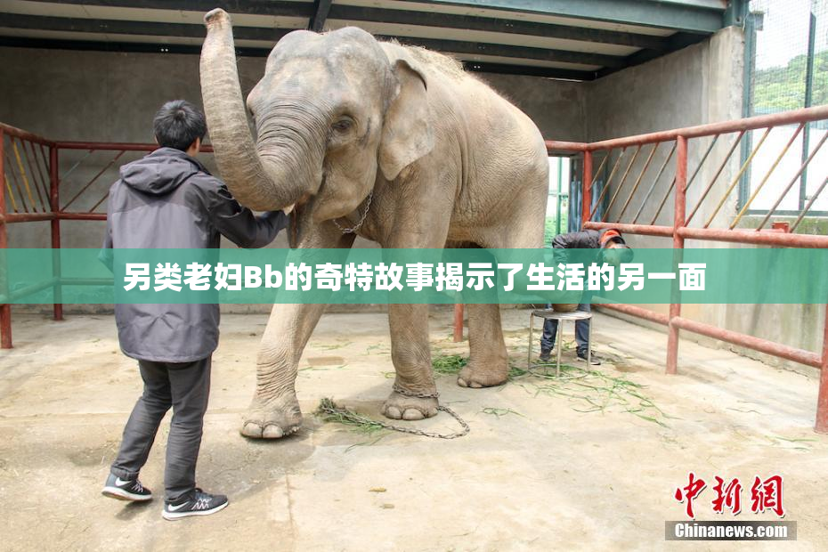 另类老妇Bb的奇特故事揭示了生活的另一面