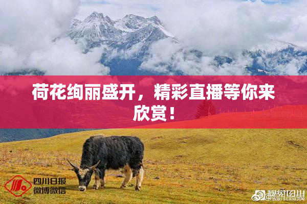 荷花绚丽盛开，精彩直播等你来欣赏！