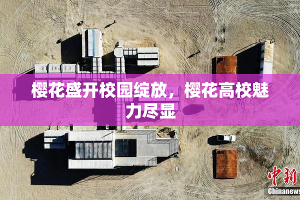 樱花盛开校园绽放，樱花高校魅力尽显