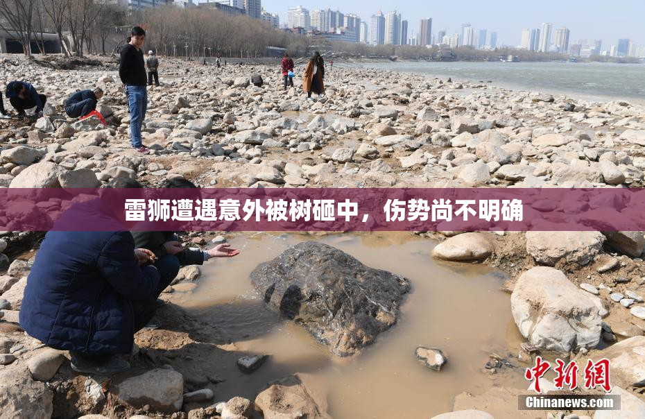 雷狮遭遇意外被树砸中，伤势尚不明确
