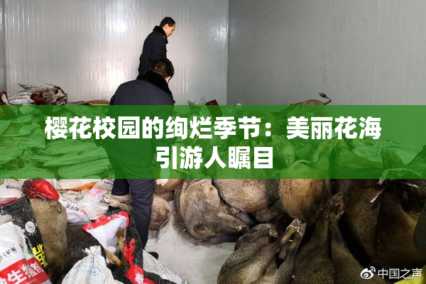 樱花校园的绚烂季节：美丽花海引游人瞩目