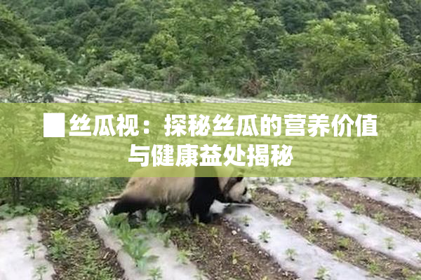 ▉丝瓜视：探秘丝瓜的营养价值与健康益处揭秘