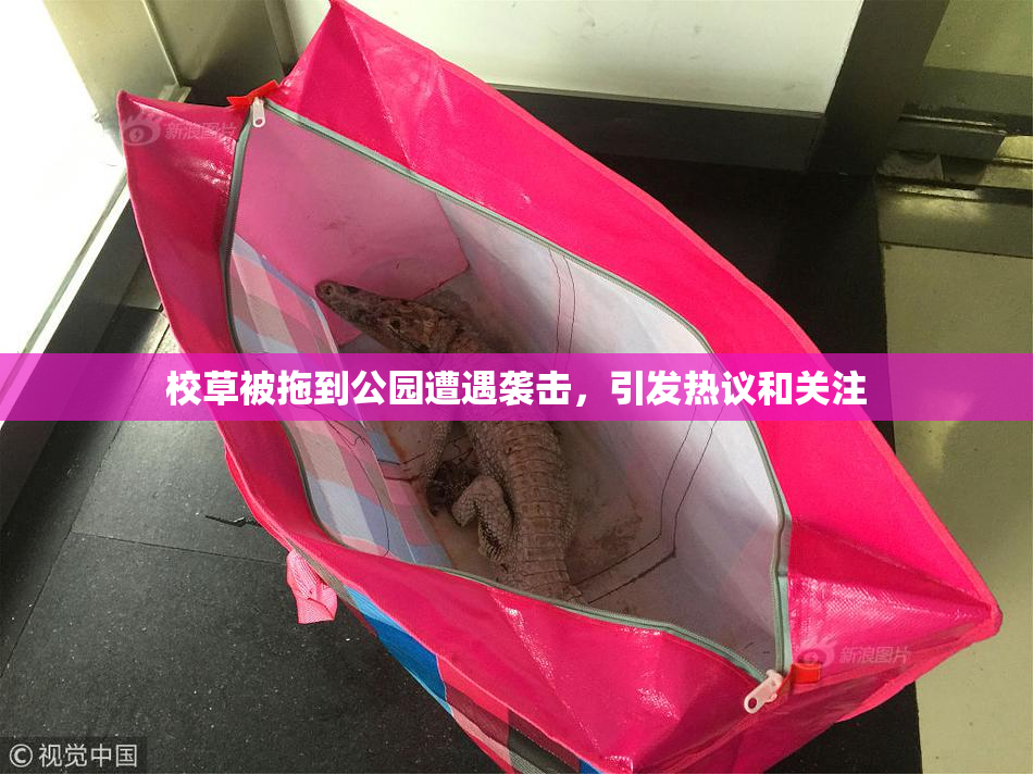 校草被拖到公园遭遇袭击，引发热议和关注