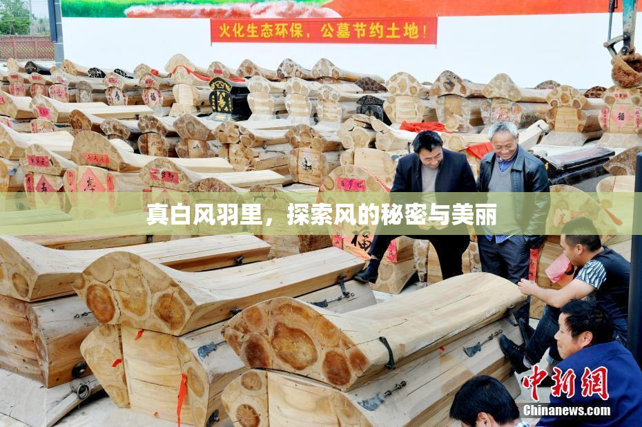 真白风羽里，探索风的秘密与美丽
