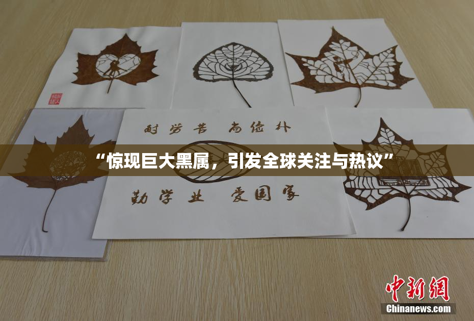 “惊现巨大黑属，引发全球关注与热议”