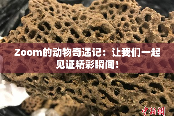 Zoom的动物奇遇记：让我们一起见证精彩瞬间！