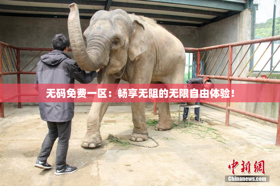 无码免费一区：畅享无阻的无限自由体验！