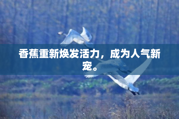 香蕉重新焕发活力，成为人气新宠。