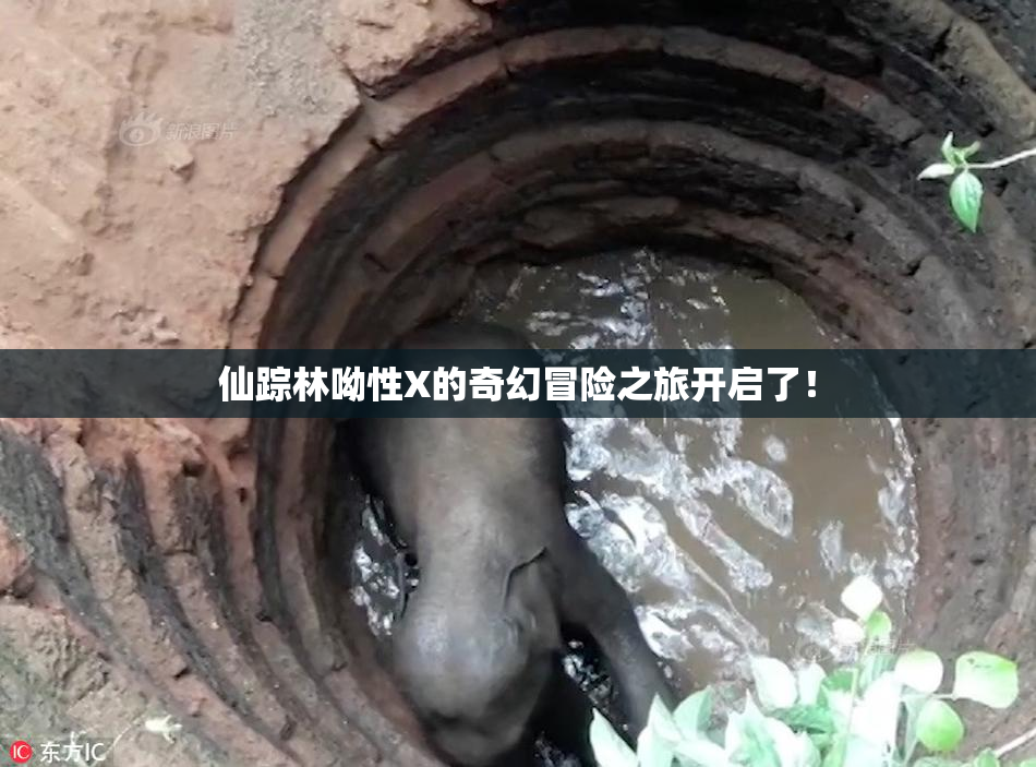 仙踪林呦性X的奇幻冒险之旅开启了！
