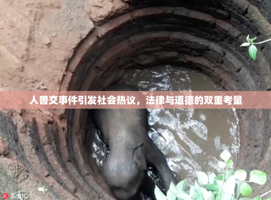 人兽交事件引发社会热议，法律与道德的双重考量