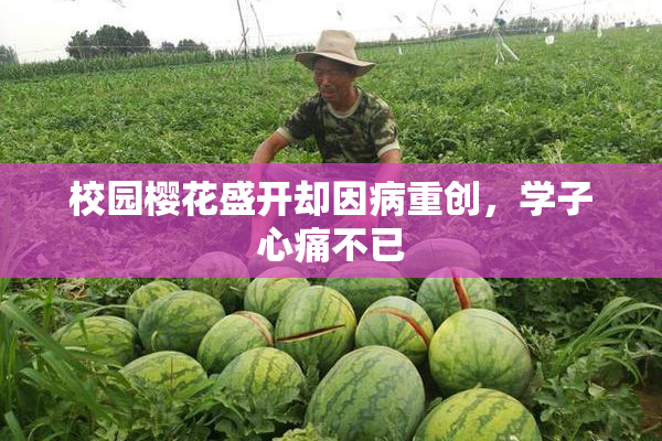 校园樱花盛开却因病重创，学子心痛不已