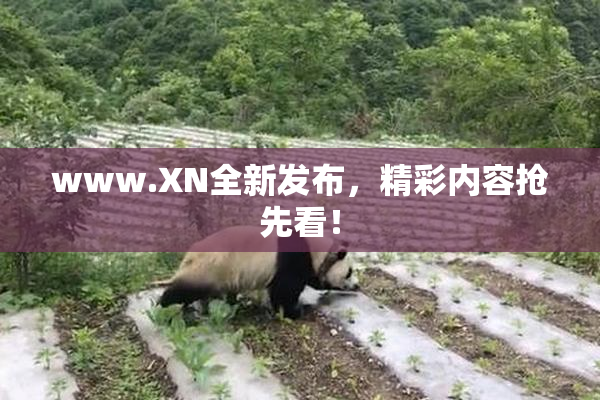 www.XN全新发布，精彩内容抢先看！