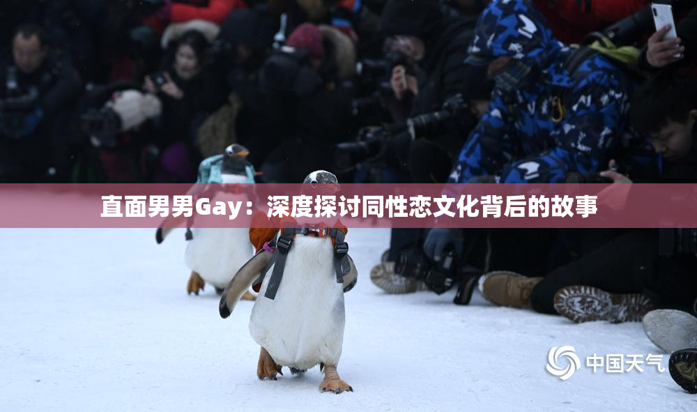 直面男男Gay：深度探讨同性恋文化背后的故事