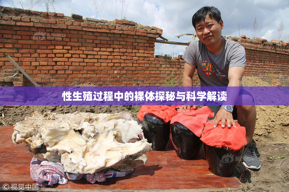 性生殖过程中的裸体探秘与科学解读