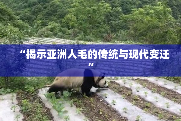 “揭示亚洲人毛的传统与现代变迁”
