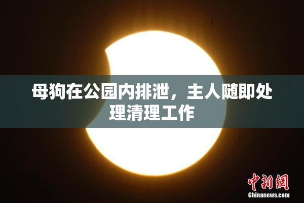 母狗在公园内排泄，主人随即处理清理工作