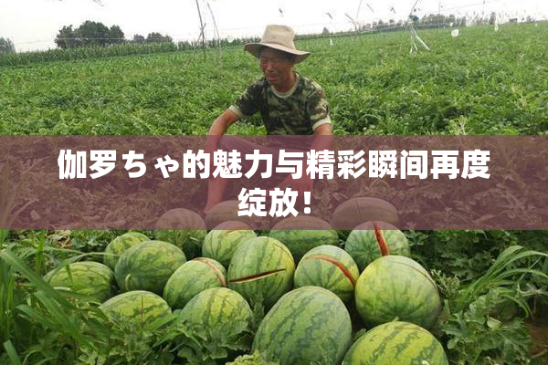 伽罗ちゃ的魅力与精彩瞬间再度绽放！