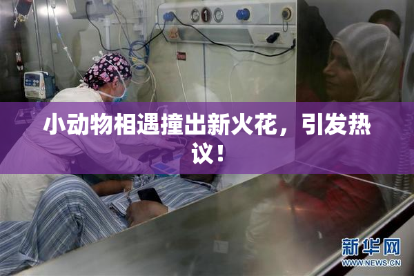小动物相遇撞出新火花，引发热议！