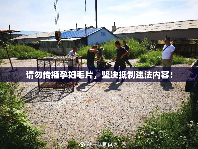 请勿传播孕妇毛片，坚决抵制违法内容！