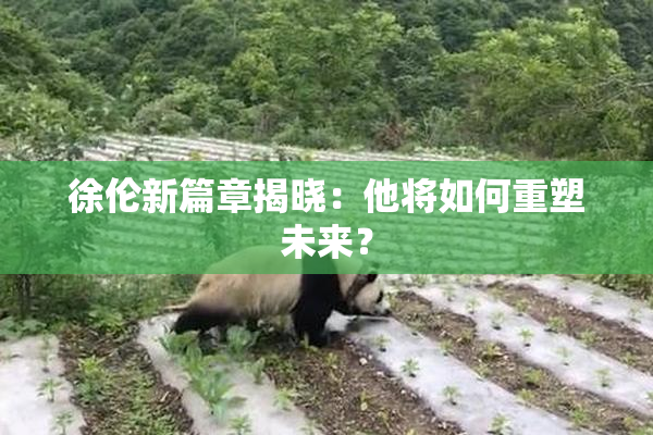 徐伦新篇章揭晓：他将如何重塑未来？