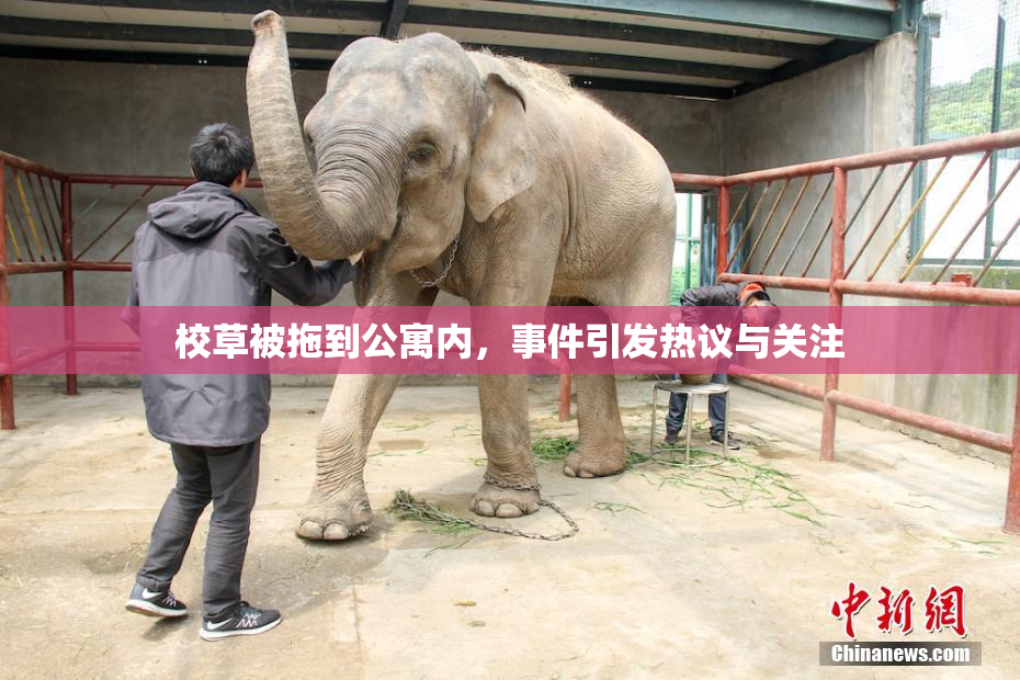 校草被拖到公寓内，事件引发热议与关注