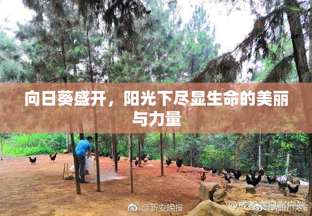 向日葵盛开，阳光下尽显生命的美丽与力量