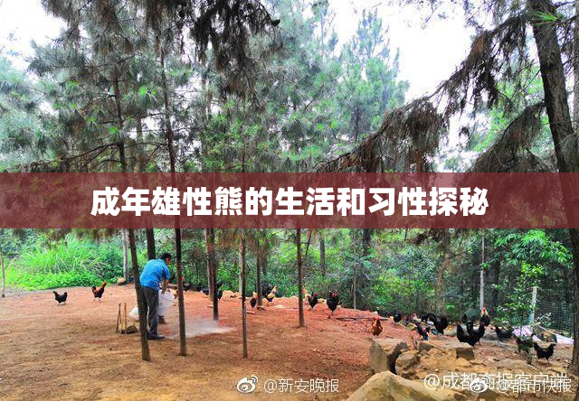 成年雄性熊的生活和习性探秘