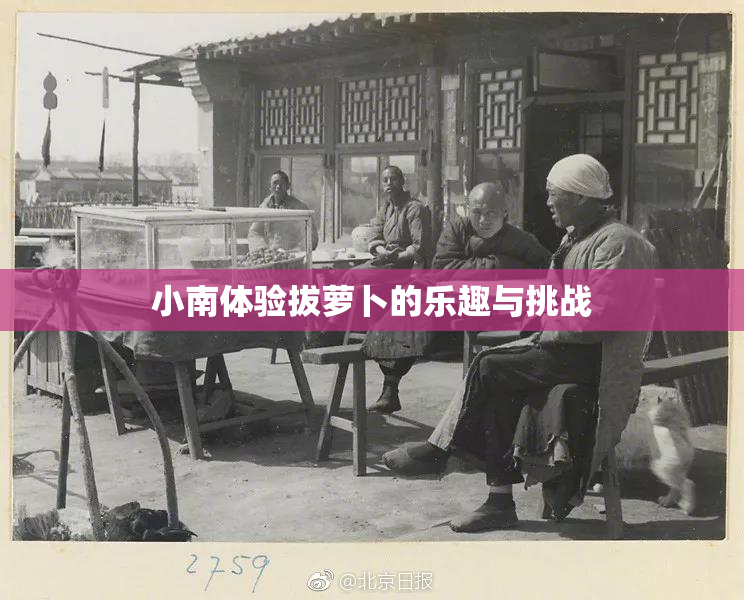 小南体验拔萝卜的乐趣与挑战