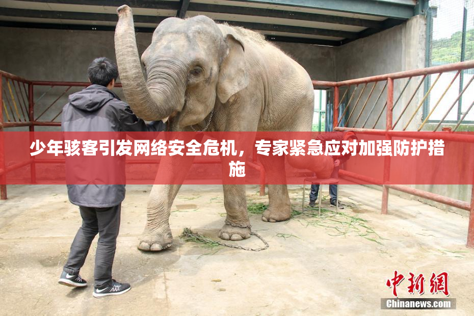少年骇客引发网络安全危机，专家紧急应对加强防护措施