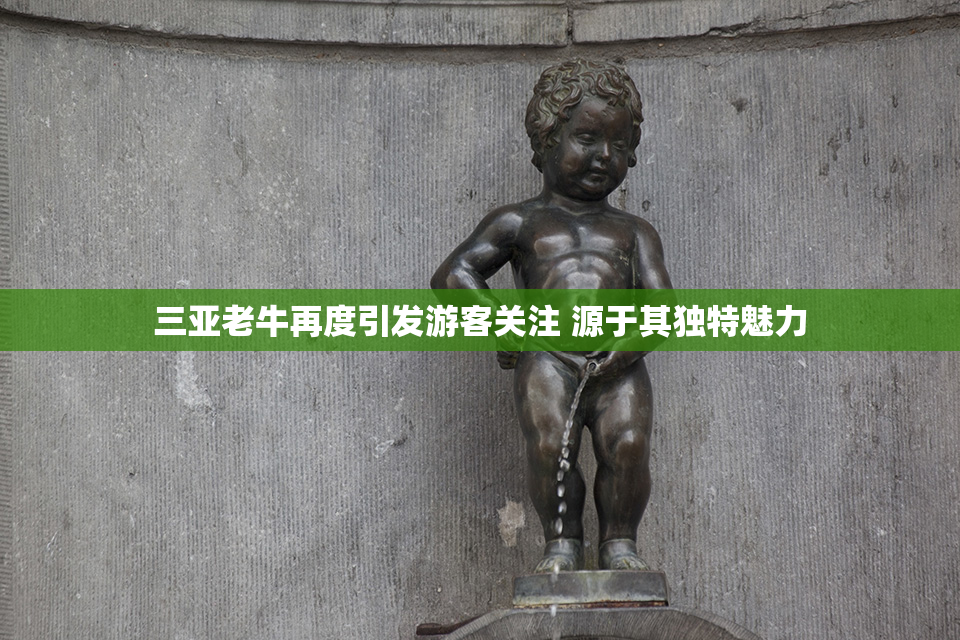 三亚老牛再度引发游客关注 源于其独特魅力