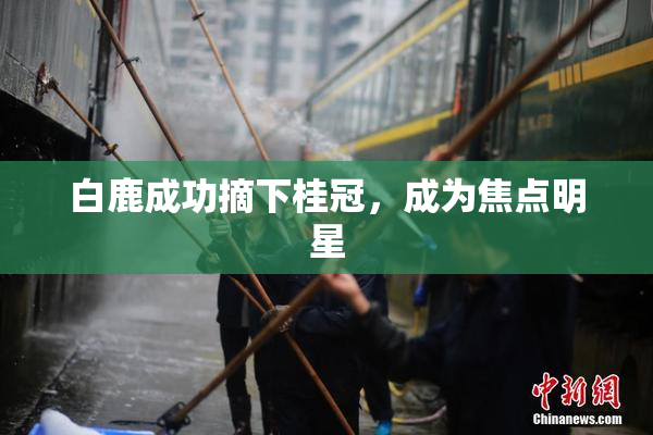 白鹿成功摘下桂冠，成为焦点明星
