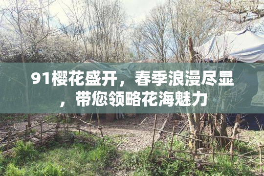 91樱花盛开，春季浪漫尽显，带您领略花海魅力