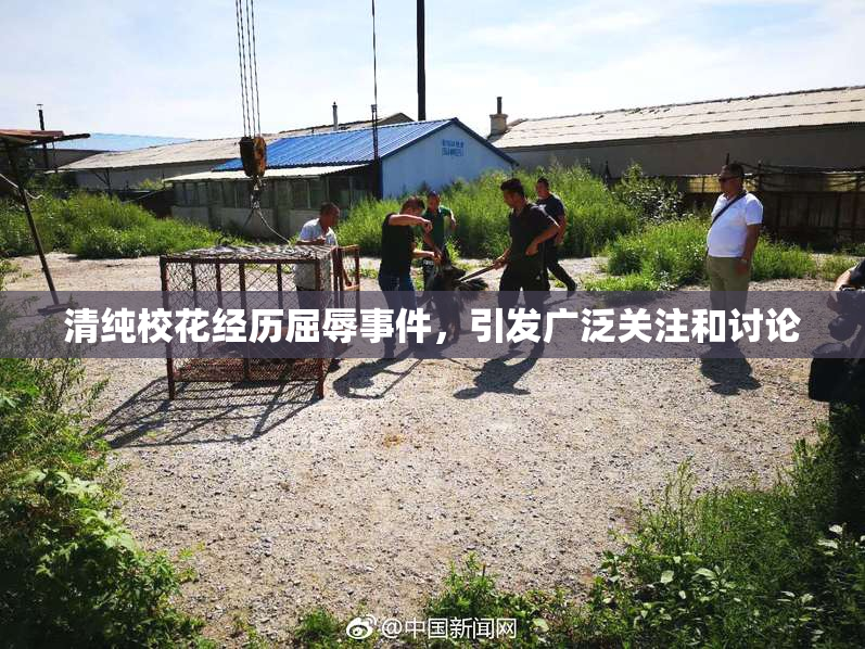 清纯校花经历屈辱事件，引发广泛关注和讨论